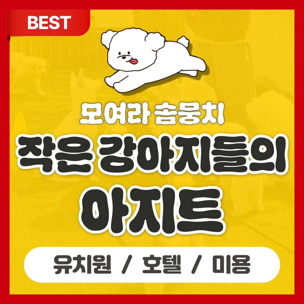 모여라솜뭉치 대표 이미지