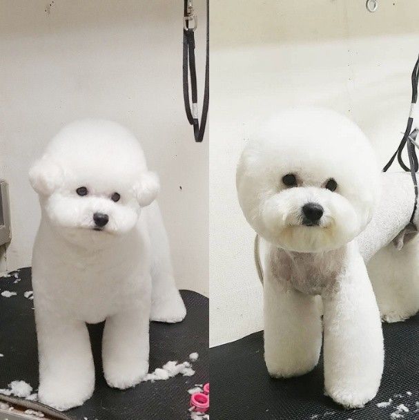 쿨펫애견미용 대표 이미지